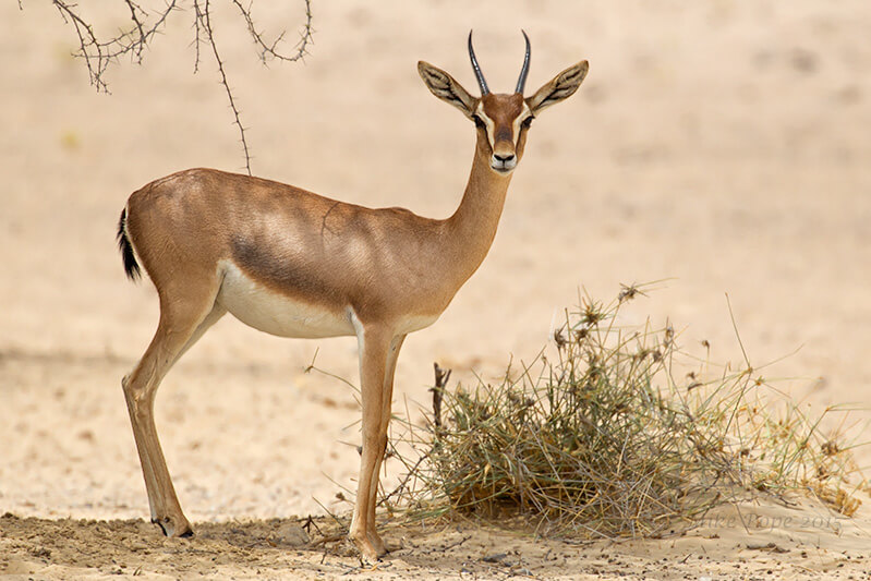 Arabian Gazelle