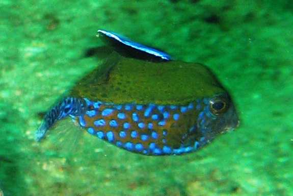 boxfish boxfish
