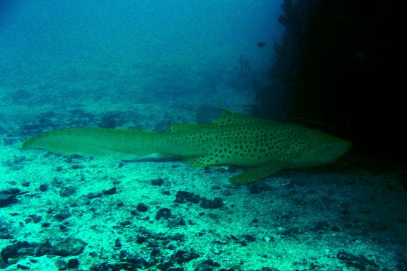 leopard shark leopard shark