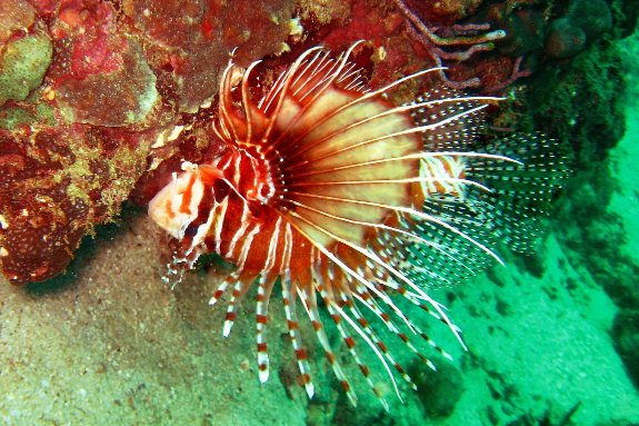 lionfish lionfish