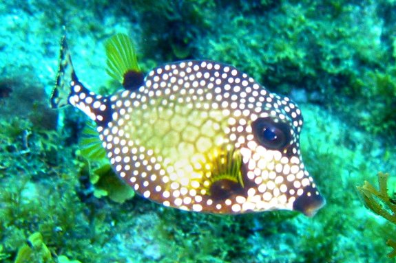 smooth trunkfish smooth trunkfish