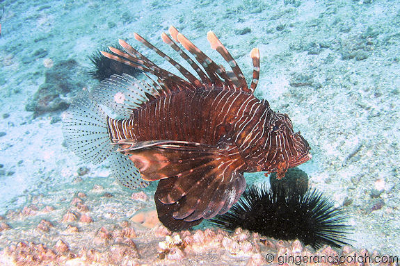 Lionfish Lionfish