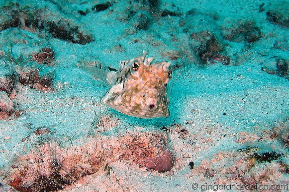 Cow Fish Cow Fish