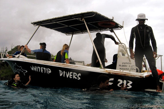 White Tip Divers 2 White Tip Divers