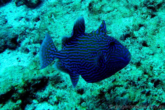 blue trigger blue trigger