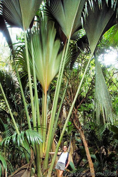 Coco de Mer Coco de Mer