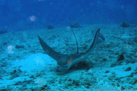Eagle Ray Eagle Ray