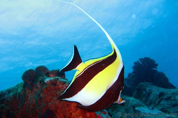 moorish idol moorish idol