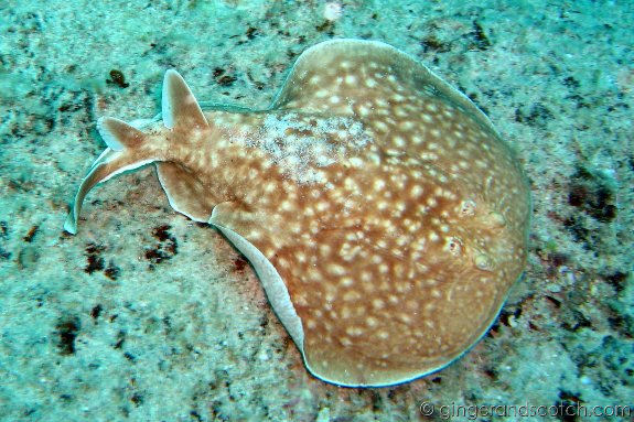 panther ray panther electric ray