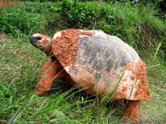 Giant Tortoise Giant Tortoise