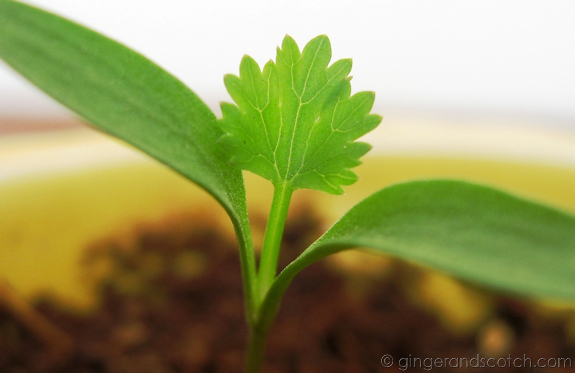 garden-cilantro garden-cilantro