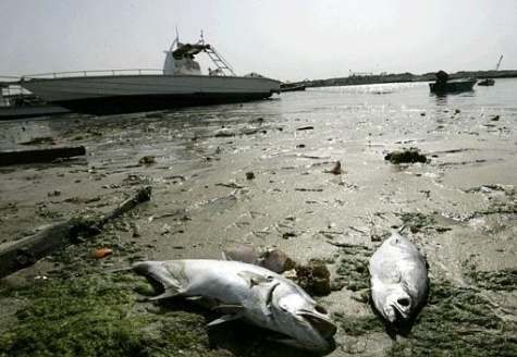 gulf news dead-fish
