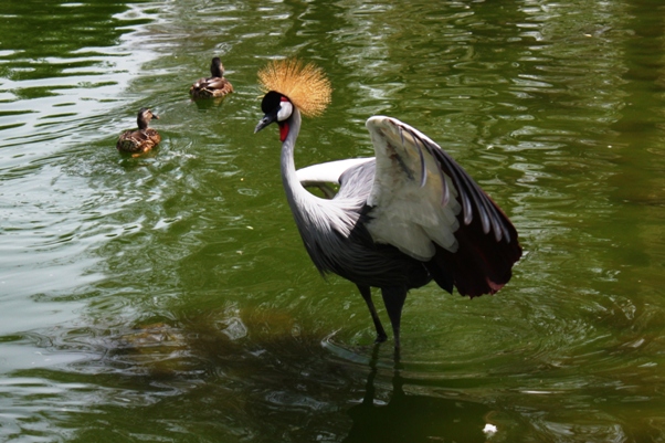Crested Crane Crested Crane
