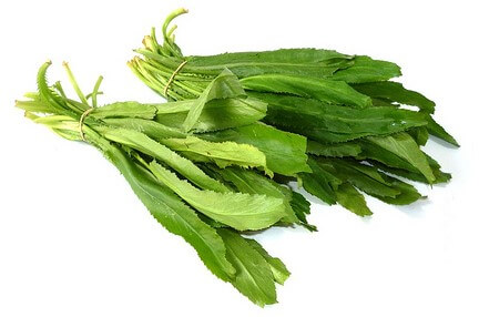 Vietnamese Coriander (aka ngo gai or recao)