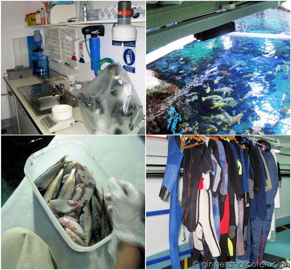 Burj Al Arab Aquarium Burj Al Arab Aquarium