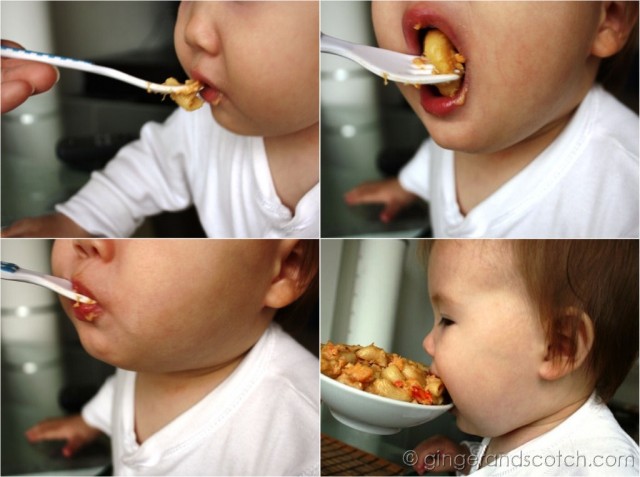 Wee Scotch Enjoying His First Lobster Mac Wee Scotch Enjoying His First Lobster Mac