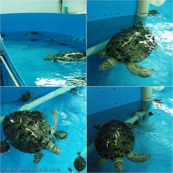 Turtles under Rehab at the Burj Turtles under Rehab at the Burj