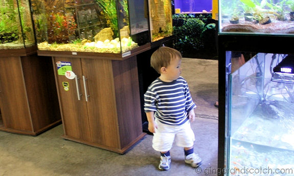 Dubai Garden Centre Aquarium Dubai Garden Centre Aquarium