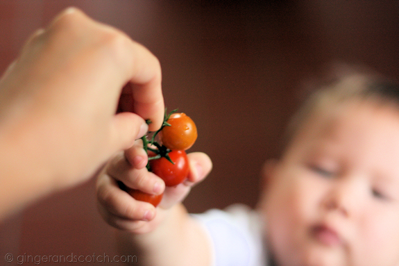 Wee Scotch tomato Wee Scotch tomato