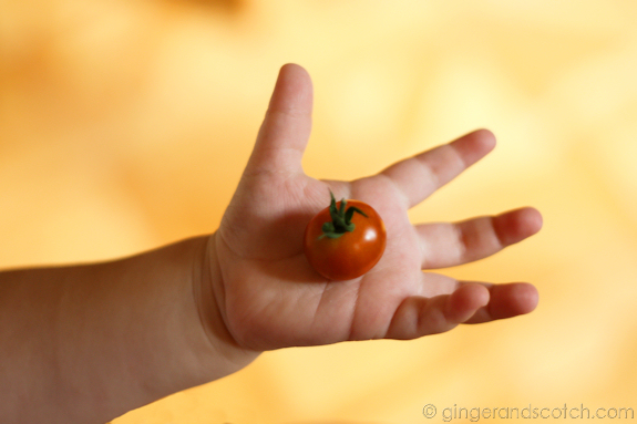Wee Scotch tomato 2 Wee Scotch tomato