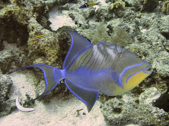 Queen Trigger fish