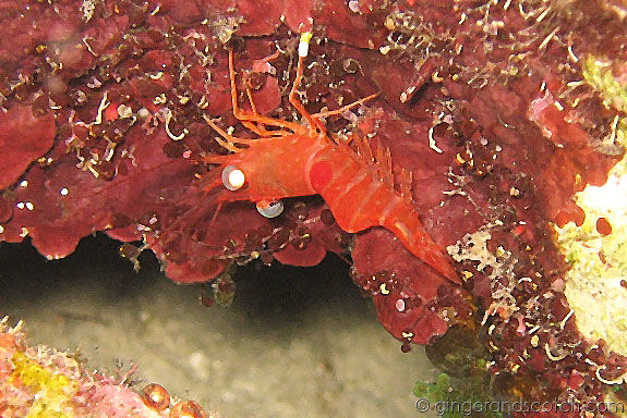 Red Night Shrimp Red Night Shrimp