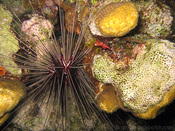 Spiny Sea Urchin Spiny Sea Urchin