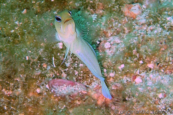 Jawfish