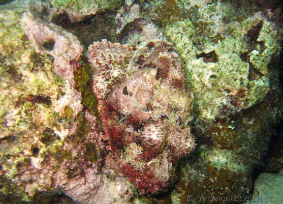 Scorpionfish Scorpionfish
