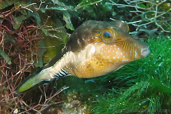 Sharpnose Puffer Sharpnose Puffer