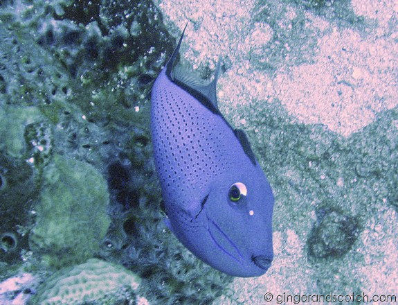 Sargassum Triggerfish Sargassum Triggerfish
