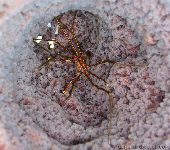 Yellowline Arrow Crab Yellowline Arrow Crab