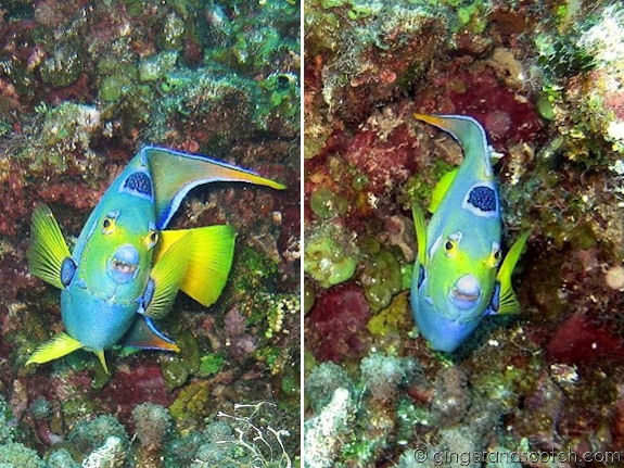 Queen Angelfish Queen Angelfish