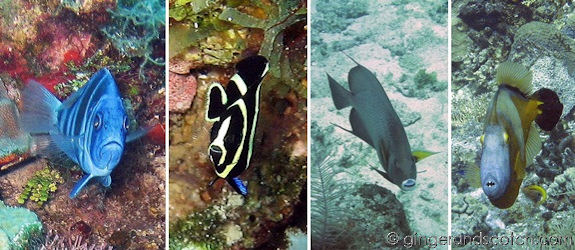 Fish Faces Fish Faces