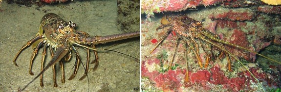 Caribbean Lobsters Caribbean Lobsters