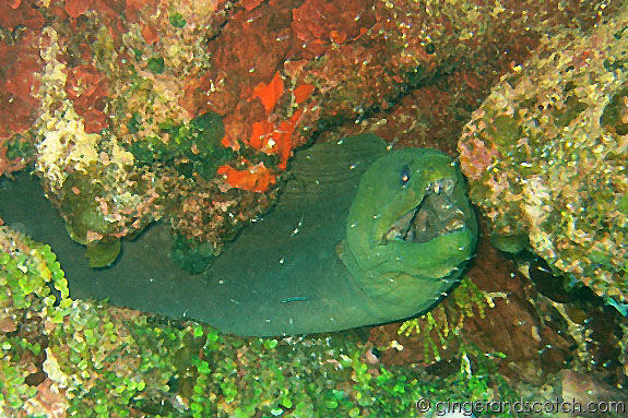 Green Moray Green Moray