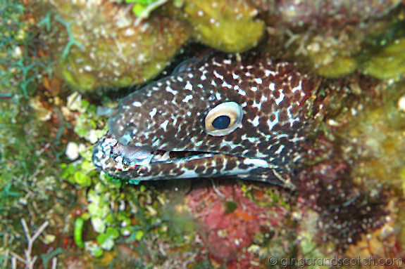 Spotted Moray Spotted Moray
