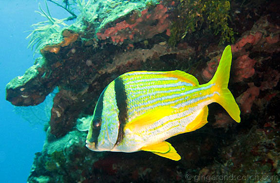 Porkfish Porkfish