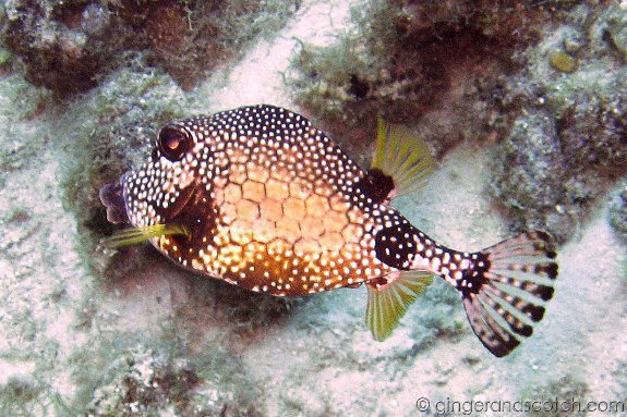 Smooth Trunkfish Smooth Trunkfish