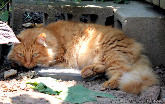 Our house cat sunning in the garden Our house cat sunning in the garden