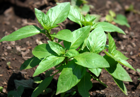 Asian Basil Asian Basil