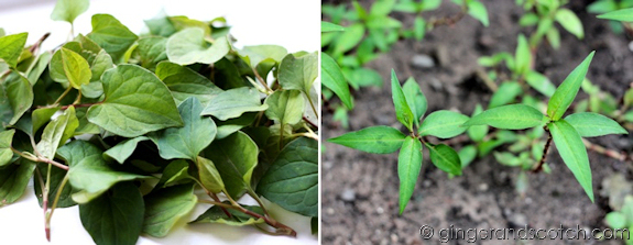 vietnamese herbs - rau dap ca and rau ram vietnamese herbs - rau dap ca and rau ram