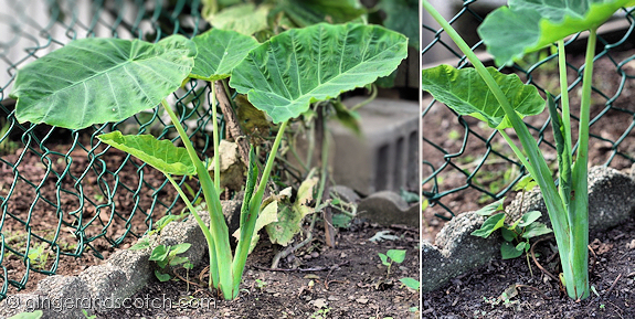 "Bac ha" - used in Vietnamese sour soup "Bac ha" - used in Vietnamese sour soup