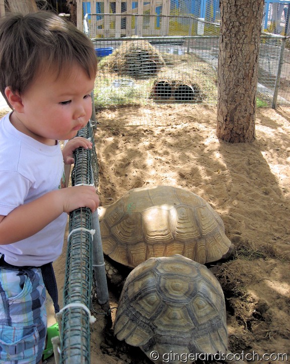 Wee Scotch with the tortoises Wee Scotch with the tortoises