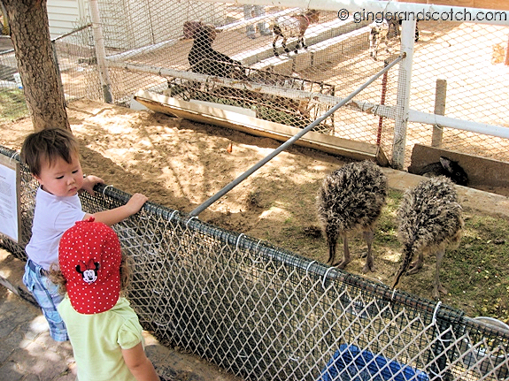 Wee Scotch with the baby emus