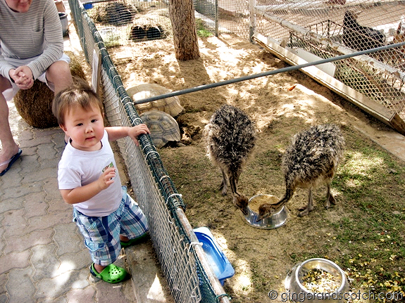 Wee Scotch with the baby emus