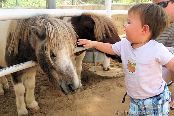 Petting more horses