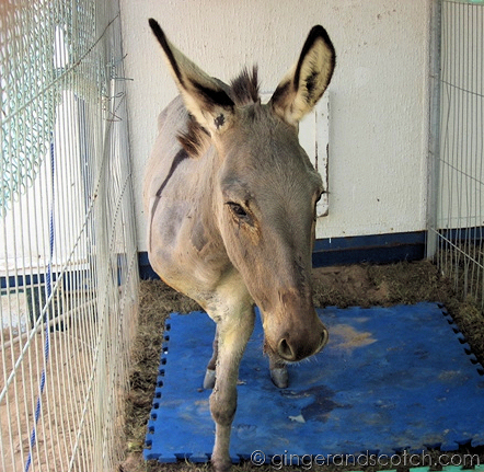 Wonkey Donkey Wonkey Donkey