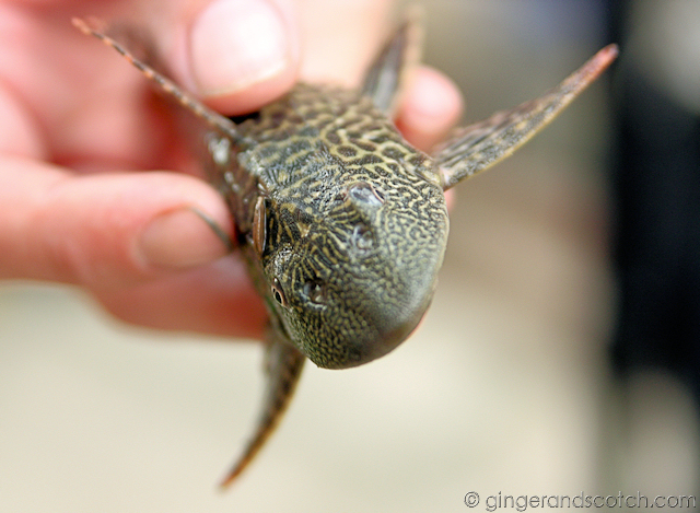 Mekong Homestay 6 Mekong Homestay 6