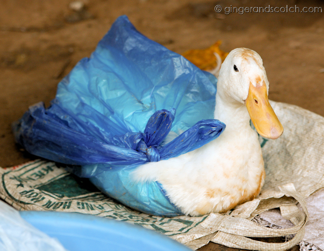 The Mekong Poultry Vendor – Duck in a Bag All Ready for Transport